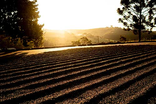 Cafeicultura ganha qualidade com biotecnologia