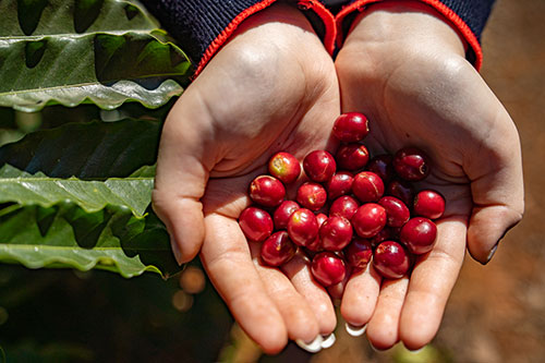 Cafeicultura ganha qualidade com biotecnologia