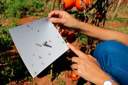 Armadilha digital é a nova aliada no controle diário da Tuta absoluta