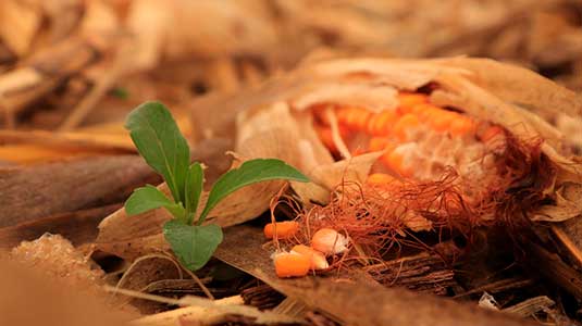 Atraso na colheita do milho segunda safra pode reduzir período de entressafra e dificultar manejo de plantas daninhas