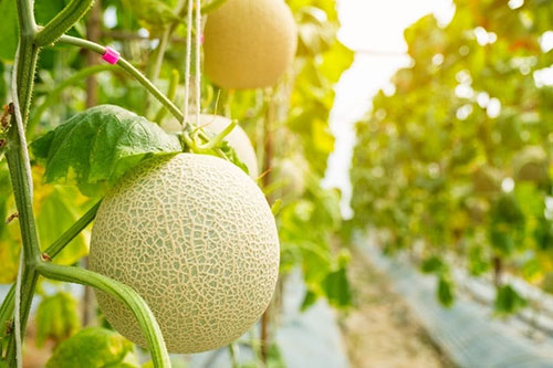 Agropaulo participa da 30ª Expofruit com soluções para as culturas de banana, melão, mamão, goiaba e acerola