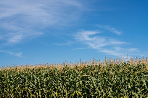 Corteva inaugura laboratório multidisciplinar para atender a agricultura do Brasil e da América Latina