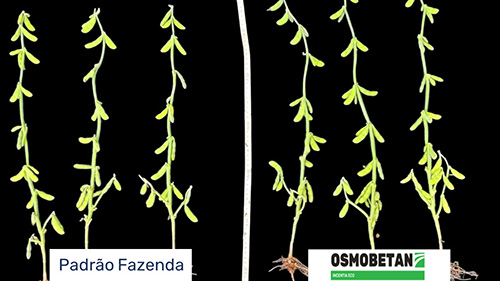 Tecnologia inédita da DVA aumenta produtividade da soja e do trigo