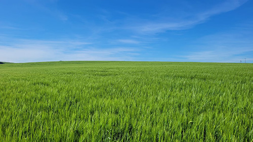 Frísia investe na melhoria da unidade Tibagi 3 para recebimento de cevada