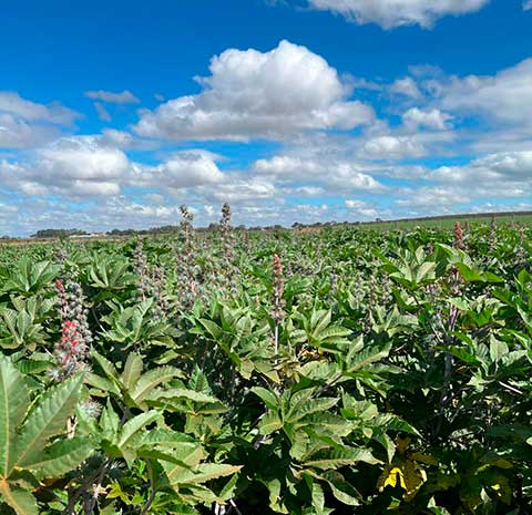 BMG Agro insere a mamona em sua cultura de rotação