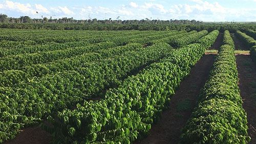 Gotejamento: um sistema que tem baixo custo operacional e eficiência de 95%