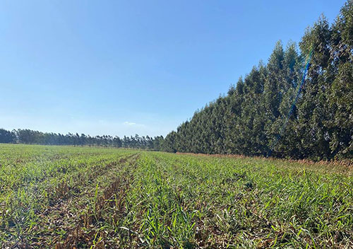 Propriedade paranaense tem redução de custos na agricultura e alta produtividade na pecuária com ILPF