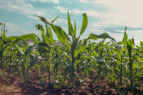 Boas práticas agrícolas são a chave para a elevada produtividade na lavoura