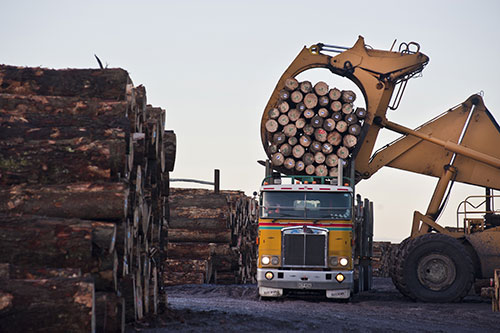 Expoforest 2023: Gerenciamento por software e câmeras com IA são tendência nos setores florestal e de transporte