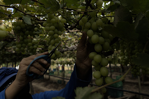Uby Agro participa da 30ª Expofruit com soluções para hortifrutis