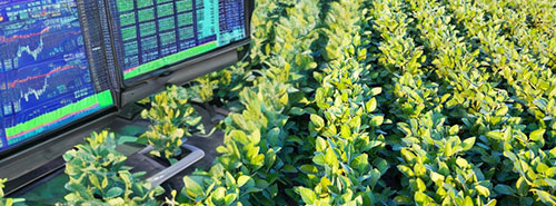 CPR Financeira é alternativa flexível para investimentos no agro
