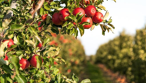Contribuição das abelhas para a produção de frutos de maçã