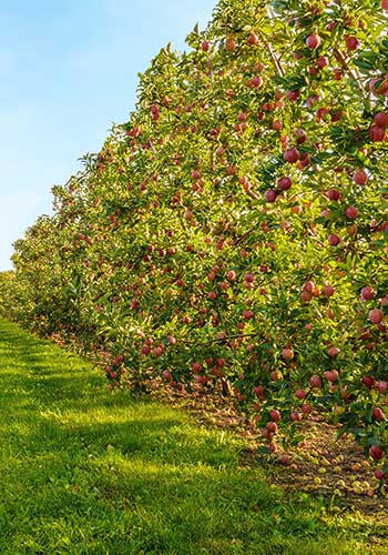 Fitoreguladores potencializam lucros no cultivo da maçã