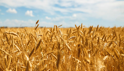 Os segredos da crescente produtividade do trigo do cerrado