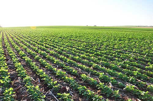 Programa Reverte, iniciativa que visa recuperar solos degradados, alcança o marco de R$ 500 milhões em créditos liberados aos agricultores