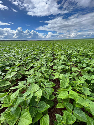 Tecnologias biológicas e coinoculação chegam a dobrar produtividade de lavouras de feijão