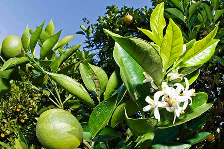 Inseticida da ADAMA tem ampliação de registro para pragas de difícil controle em frutíferas e vegetais