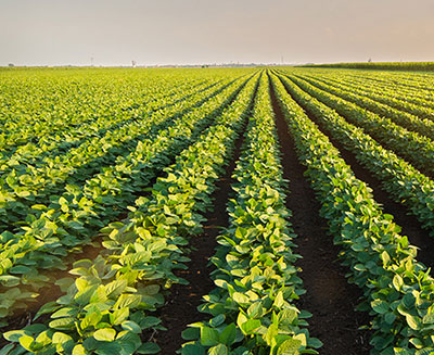 Gigante da Mitsubishi Corporation no agronegócio, inaugurou marca própria de semente