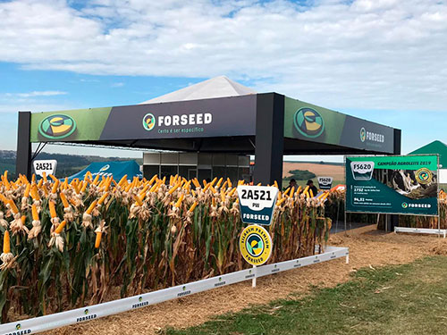Híbrido de milho da Forseed registra alta produtividade na safra 2023 do Mato Grosso