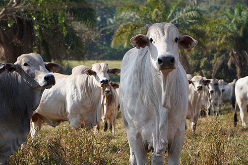 Mais do que nunca, pecuarista precisa ser eficiente