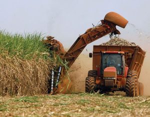 ORPLANA pede urgência na melhora da precificação da cana