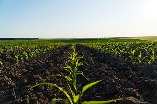 Avançar no estudo da biologia do solo é o próximo grande passo da agricultura