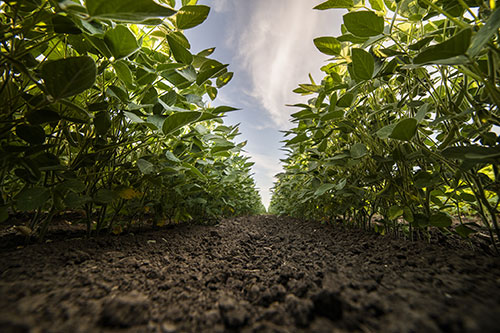 Avançar no estudo da biologia do solo é o próximo grande passo da agricultura