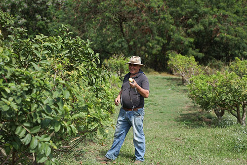 Agricultor de Jundiaí utiliza técnica de produção de goiaba o ano todo
