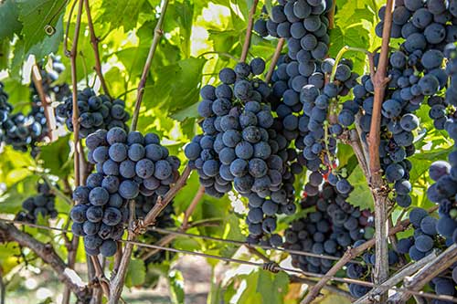 Com uso de biológicos, vinícola de São Paulo aumenta produtividade em 30% e uvas mais saudáveis garantem medalha em uma das mais importantes premiações de vinhos do mundo