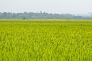 Com início da temporada de chuvas, o crescimento de plantas daninhas impacta na qualidade das áreas de pastagem