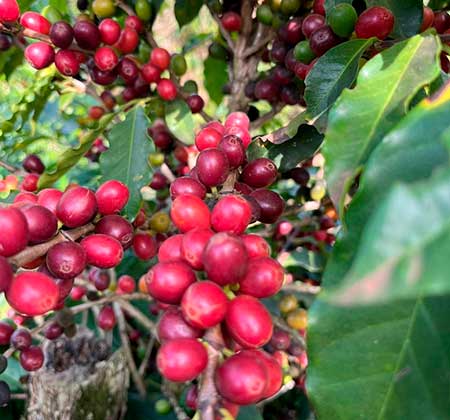 Cálcio, enxofre e boro no solo deixam cafezais mais resistentes a altas temperaturas