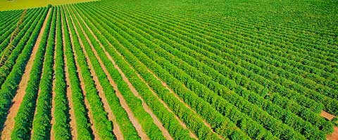 Minas Gerais ganhará primeira fábrica de fertilizantes com hidrogênio verde