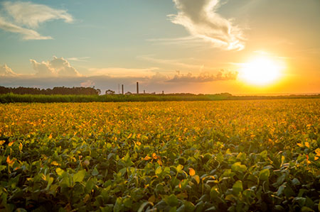 Desafios climáticos: agronegócio sofre com fenômeno El Niño