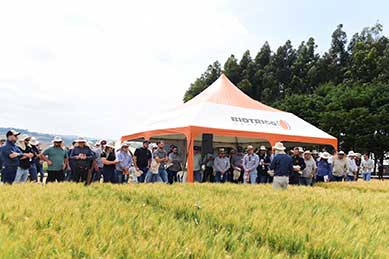 A resistência genética como uma aliada do produtor de trigo