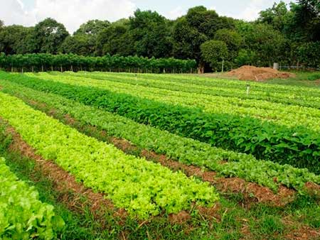 Hortaliças ganham espaço entre culturas incluídas no Zoneamento Agrícola de Risco Climático