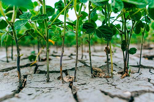 Seca impacta na produção de soja na Argentina e gera reflexo no Brasil