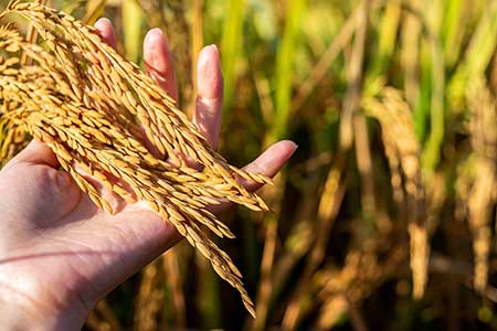 Planejamento e manejo eficiente alavancam resultados no cultivo do arroz irrigado