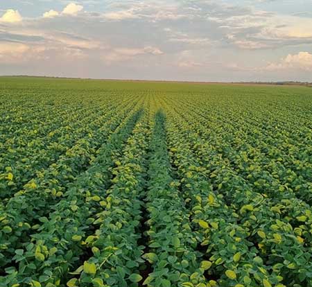 Com garantia de IPA, índice de vigor da ATTO, de 96% a 100%, ATTO EVO é lançado para a agricultura brasileira