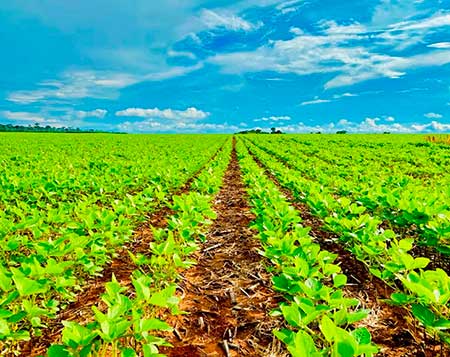 Em tempos de El Niño, trato das sementes faz a diferença