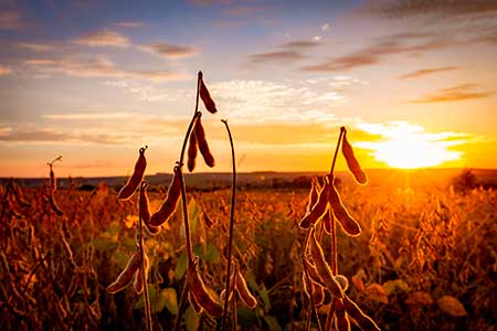 Arc™ farm intelligence monitorou 6 milhões de hectares no Brasil em 2023