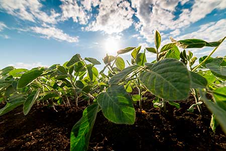  Ferrugem-asiática gera prejuízos de até R＄ 6 mil por hectare de soja