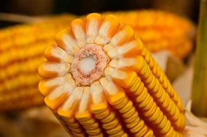 Forseed chega à quarta posição do mercado nacional e expande portfólio