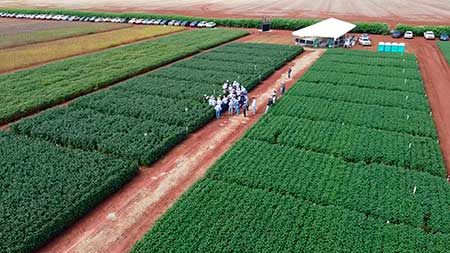 Como 30 anos de pesquisas da Fundação MT contribuíram com o agronegócio