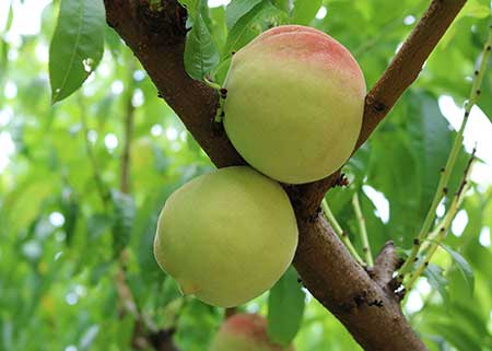 Nova variedade de pessegueiro disponibiliza frutos no fim do ano
