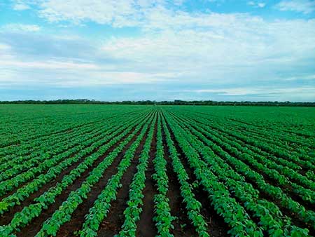  Efeitos climáticos: uso de microrganismos biológicos requer cuidados