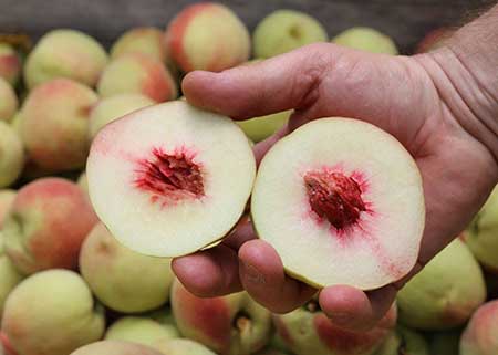 Nova variedade de pessegueiro disponibiliza frutos no fim do ano
