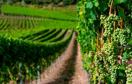 El Niño de alta intensidade deve afetar produção de uvas