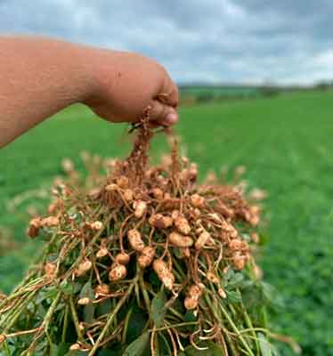 Com atraso por conta das chuvas irregulares, produtores passam a virada do ano plantando amendoim