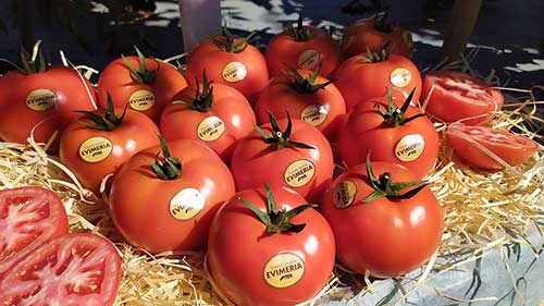 Genética garante melhor rentabilidade à cultura de tomates