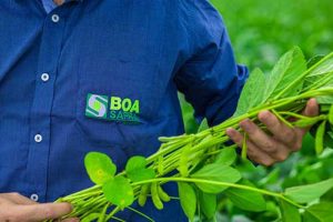 Com um 2024 desafiador, Boa Safra protege caixa, realiza investimentos e estima crescimento para 2025